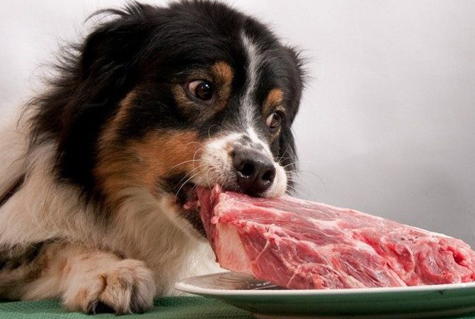 تغذیه و نقش آن در سلامتی سگ ها